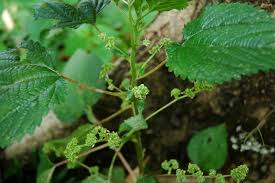 Nhiễm nhựa cây độc - Hình ảnh minh họa